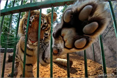 3 интересных факта о тиграх | Популярная наука | Дзен