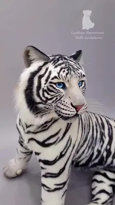Всемирный день животных рев тигра изолирован на сером прозрачном фоне 3 |  Премиум Фото