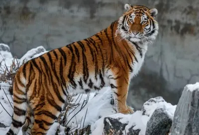 Паспорта тигров — Государственный природный заповедник \"Бастак\"