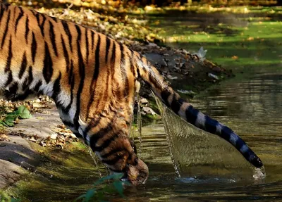 Раскраски раскраск, Раскраска Человек держит тигра за хвост Тигр.