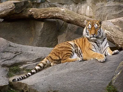 Тигр Хвост — стоковые фотографии и другие картинки 2015 - 2015, Большая  кошка, Вертикальный - iStock