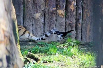 Тигр хвост - картинки и фото koshka.top