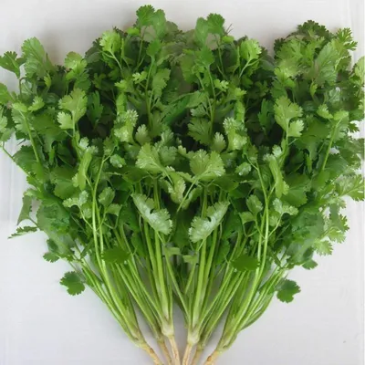 Coriander, Red seeds variety, Coriandrum sativum, Cilantro x 100+ Seeds |  eBay