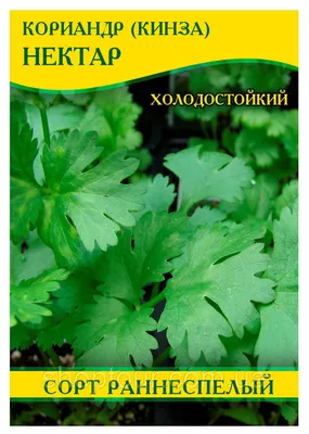 Семена кориандра сорт Король рынка (кинза) 20 ✔️ 5 грн. ᐉ Насіння пряних і  зелених трав в Одесі на BON.ua 70175251