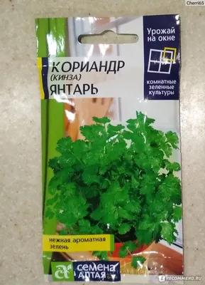 Семена кинзы - купить в RUSAGRO LLC (Тбилиси, Грузия)