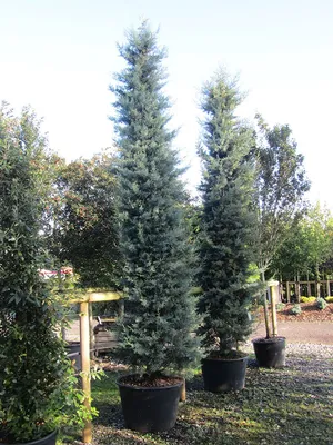 Кипарис аризонский - Cupressus arizonica glauca multi pom pom  (CUPRESSACEAE) - SMS Marmara Group