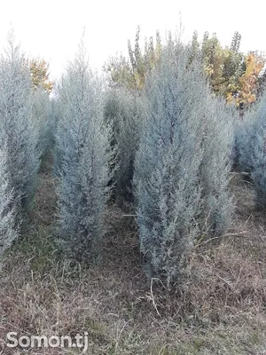 Купить семена Кипарис Аризонский по почте 🌲