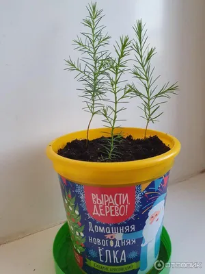 Кипарис аризонский Фастигиата 125/150 Cupressus arizonica Fastigiata 9л (И)  — цена в LETTO