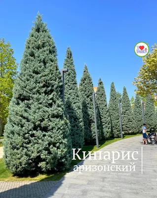 💫Хвойные новинки в LETTO: ⠀ 🌲Кипарис Аризонский Фастигиата на штамбе. Это  вечнозеленое растение часто используется в качестве… | Instagram