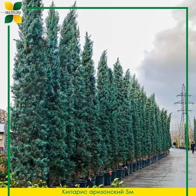 Кипарис аризонский стриженный - помпон / Cupressus arizonica | MULTIFLORA