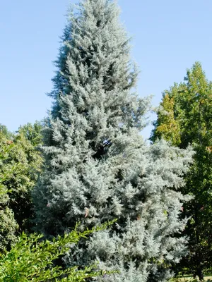 Кипарис аризонский - Cupressus arizonica glauca multi pom pom  (CUPRESSACEAE) - SMS Marmara Group