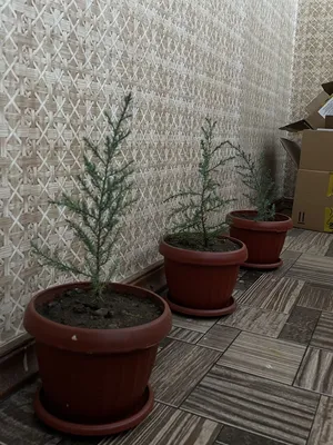 Кипарис Аризонский (лат. Cupressus arizonica) СЕМЕНА 50шт + подарок |  AliExpress