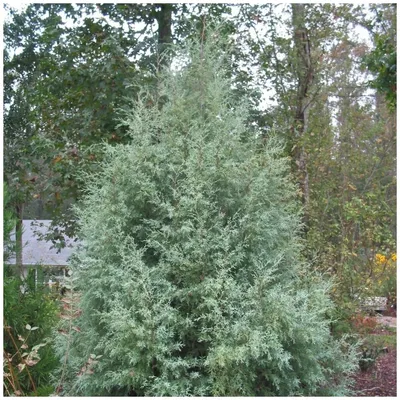 Кипарис аризонский ПОН-ПОН / Cupressus Arizonica Fastigiat | MULTIFLORA