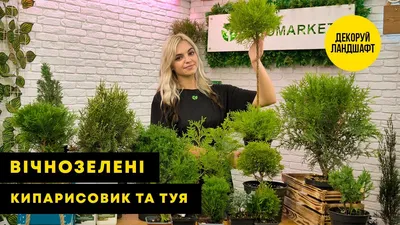 Кипарис Бамбук Shop Кипарис - купить по выгодным ценам в интернет-магазине  OZON (669972627)