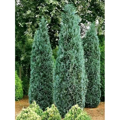 Chamaecyparis lawsoniana 'Ivonne', Кипарисовик Лавсона 'Ивон'|landshaft.info