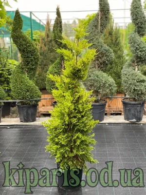 Chamaecyparis lawsoniana 'Ellwood's Empire', Кипарисовик Лавсона 'Элвудс  Эмпайр'|landshaft.info