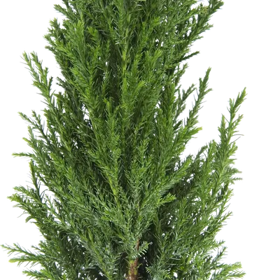 Кипарисовик горохоплодный Скварроза Chamaecyparis pisifera Squarrosa -  купить декоративные и хвойные растения с доставкой по Украине в магазине  Добродар