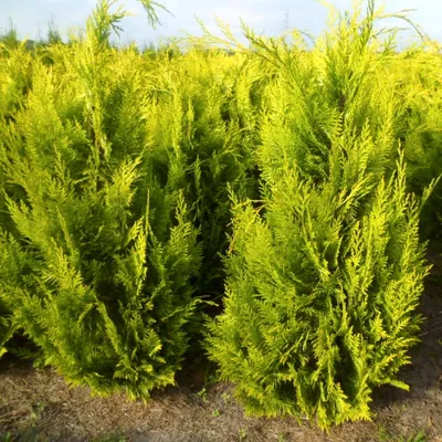 Саженцы Кипарисовик тупой Fernspray Gold - Кипарисовик - GardenPlants