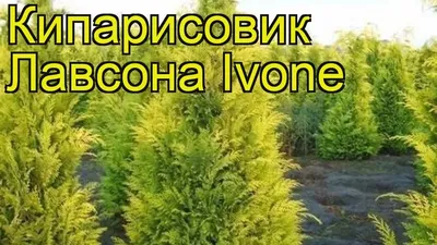 Кипарисовик лавсона Ивонн v5 60-80 Bor в Москве и области – купить по  низкой цене в интернет-магазине Дарвин