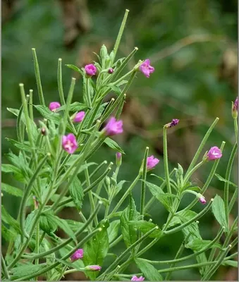 Кипрей мелкоцветковый — Epilobium parviflorum Schreb. (Кипрейные —  Onagraceae Juss.)