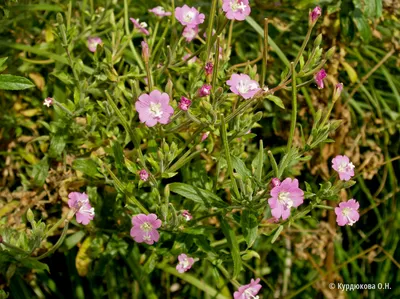 Кипрей мелкоцветковый - Epilobium parviflorum Schreb. . Список сорных  растений и семенная продуктивность, характеристика и название сорняков