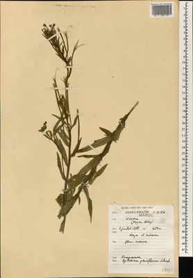 MW0588941, Epilobium parviflorum (Кипрей мелкоцветковый), specimen