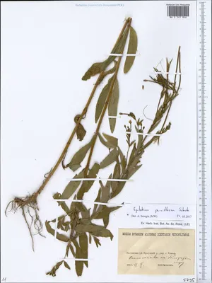 Кипрей мохнатый (Epilobium hirsutum)