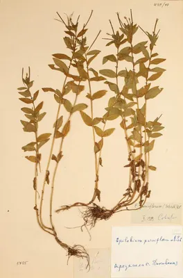 Гербарий. Кипрей мелкоцветковый. Epilobium parviflorum