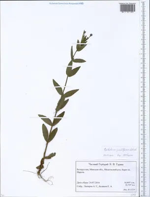 MW0561845, Epilobium parviflorum (Кипрей мелкоцветковый), specimen