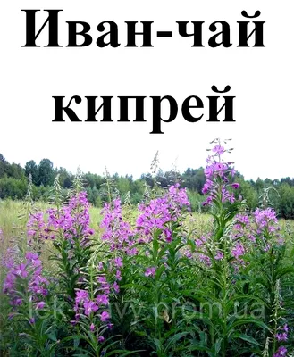 Кипрей мелкоцветковый - Epilobium parviflorum Schreb. . Список сорных  растений и семенная продуктивность, характеристика и название сорняков