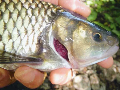 🐠Снова в продаже икряные бычки🐠⠀ ⠀ Свежая партия только что приехала с  Азовского моря💯💣🔥⠀ ⠀ Во всех рыбках удалены кишки и жабры. Посуше… |  Instagram