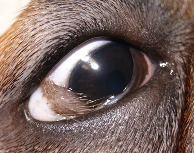 Слезятся глаза у кошки - причины, лечение - ветеринарная офтальмология Реком