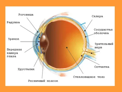 Биомикроскопия глаза - Мой Доктор