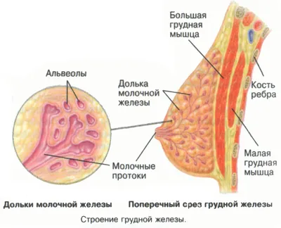 BI-RADS II категории