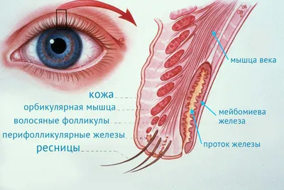 Киста на глазном яблоке фото фото