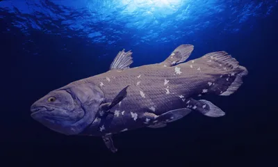 Кистепёрые рыбы: Краткая история возвышения и забвения наших легендарных  «предков» | Книга животных | Дзен