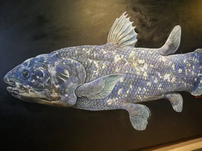 Coelacanth by Reptangle | Fish bone tattoo, Fish art, Fish illustration