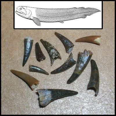 Гинерия: Властитель древних пресноводных водоёмов. Ел акул, вырастал до 4  метров и умел ползать на плавниках | Пикабу
