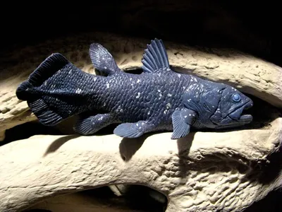 Хищная кистеперая рыба пандерихтис :: Ольга (crim41evp) – Социальная сеть  ФотоКто