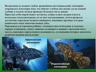 Лопастепёрые рыбы — Википедия