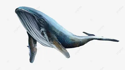 Китовая рыба PNG , кит, рыбы, животное PNG рисунок для бесплатной загрузки