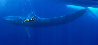кит огромный синий цвет рыбы, обитающий в морях и океанах Иллюстрация штока  - иллюстрации насчитывающей огромно, кит: 234952252