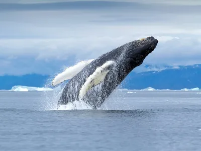 Как киты могут незаметно подкрадываться к косякам рыбы | Пикабу