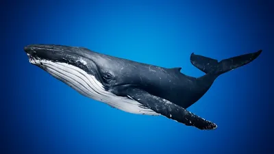 Чудо-юдо – рыба-кит» (интересные факты о синем ките) | Биологический  калейдоскоп | Дзен
