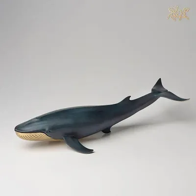 китовый кит PNG , кит, рыба, морское дно PNG рисунок для бесплатной загрузки