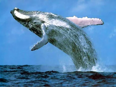Чудо-юдо рыба-кит» — создано в Шедевруме
