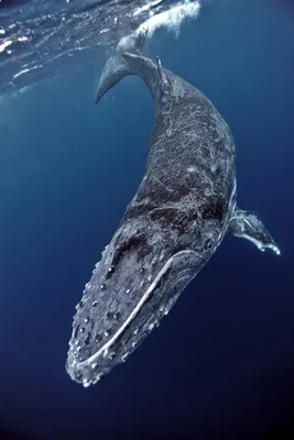 Чудо-юдо Рыба-кит! | Пикабу
