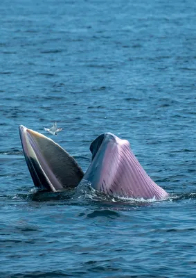Новость №1128: Прилипалы выбрали для прилипания к китам области около  дыхала и плавников | Пикабу