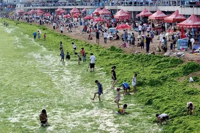 Желтое море в Китае стало зеленым - 24 Канал