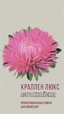 Астра китайская, кустовая \"Нова\" розово-красная (около 200 семян). купить,  отзывы, фото, доставка - ОКЕАН-СП